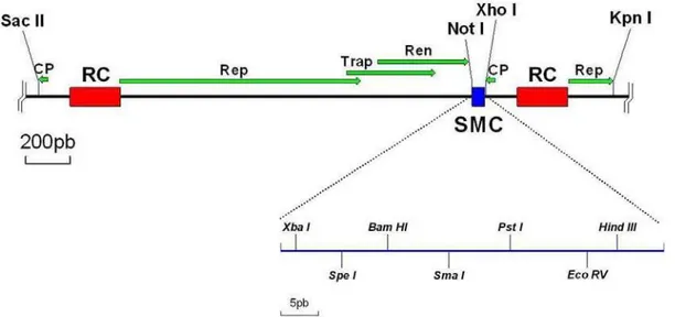 Figura 11. Representação esquemática parcial do vetor viral pToR-A1.4 ΔCP,  ressaltando a localização do sítio de clivagem das sete enzimas de restrição  remanescentes do sítio múltiplo de clonagem (SMC) do pKS+ ( Xba  I,  Spe  I, 