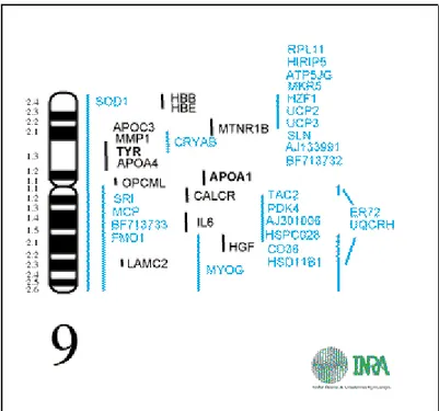 Figura 1: Mapa genético do cromossomo 9 de Sus scrofa