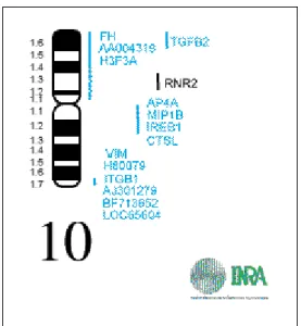 Figura 2: Mapa genético do cromossomo 10 de Sus scrofa