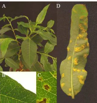 Figura 2: Segregação da resistência à ferrugem em plantas da família  (DxG2)x(UGL). A) Ausência de sintomas macroscópicos (planta S0)