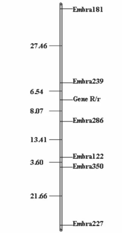 Figura 5. Mapa integrado para a família (DxG2)x(UxGL) mostrando a localização  do gene de resistência à ferrugem (Gene R/r)