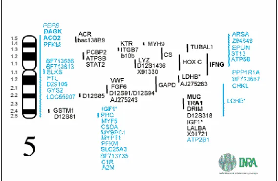 Figura 1: Mapa genético do cromossomo 5 Sus Scrofa 