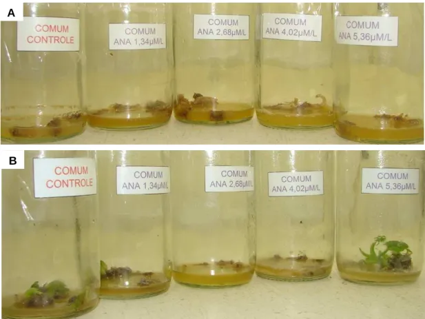 Figura 4. Cultivo in vitro de taioba, variedade BGH/UFV 5932 (Esquerda A-E) e da  variedade Roxa (Direita A-E), aos 30 dias de cultivo, submetidas aos tratamentos  A) 0; B) 1,34; C) 2,68; D) 4,02 e E) 5,36 µM de ANA.