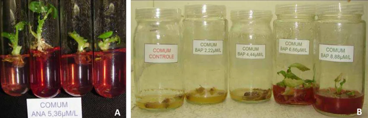 Figura 5. Cultivo in vitro de taioba, variedade Comum. A) Brotações em meio semi- semi-sólido suplementado com ANA e B) em meio líquido suplementado com BAP.