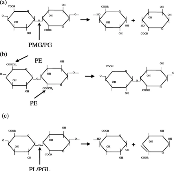 Figura 1. Modo de ação dos diferentes tipos de pectinases: (a) R=H para PG  e CH 3  para PMG; (b) PE; e (c) R=H para PGL e CH 3  para PL