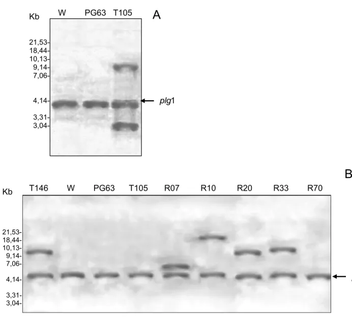 Figura 2. Análise das linhagens recombinantes quanto ao número de cópias  do gene  plg 1 e  pgg 2