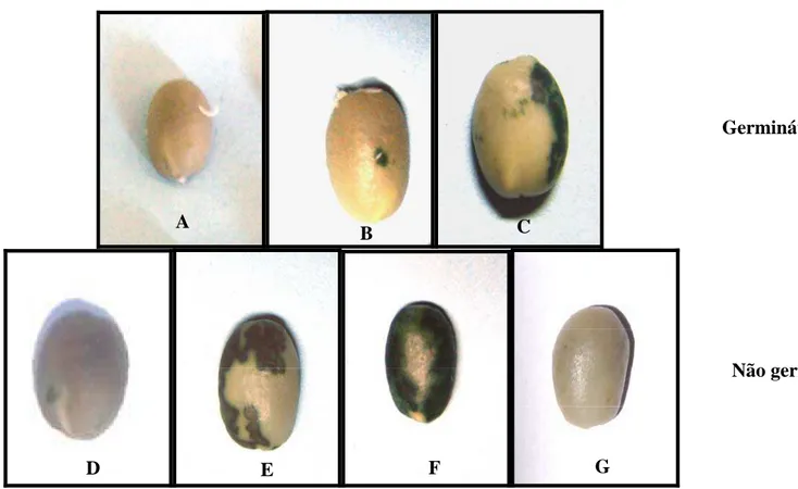 Figura 1: Caracterização de sementes de cafeeiro pelo teste LERCAFÉ. A - Semente com embrião visível e sem coloração verde; B e 
