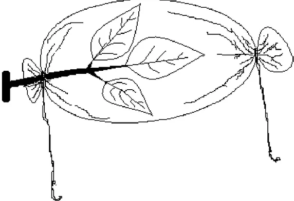 Figura 3. Esquema do saco de tecido organza utilizado no experimento para envolver as  folhas de soja