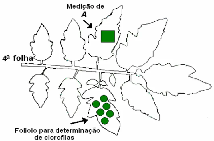 Figura  1:  Folíolos  utilizados  na  medição  da  capacidade  fotossintética  (A)  e  a  determinação de clorofila