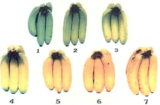 Figura 2. Escala de maturação de bananas, baseada nas alterações da coloração da casca  (Fonte: Dadzie; Orchard, 1997)