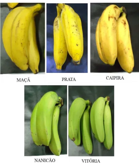 Figura 5. Coloração da casca de cinco cultivares de banana, armazenadas por 7 dias  à  10 °C, no 12 o  dia após a retirada dos buquês da câmara