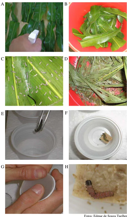 Figura  1.  Processo  de  multiplicação  de  Spodoptera  frugiperda  multiple  nucleopolyhedrovirus  em  lagartas  de  Spodoptera  frugiperda  (Lepidoptera:  Noctuidae)  utilizando  folhas  de milho  como  substrato  para  a inoculação do vírus: pulverizaç