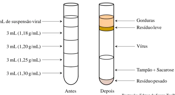 Figura  2.  Disposição  do  gradiente  de  sacarose  e  da  suspensão  viral  nos  tubos  antes  e  após a centrifugação