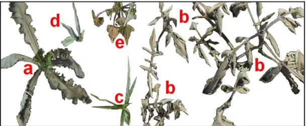 Figura  7. Efeitos  de 300  L ha -1  do vinagre com  12% de  acidez acética  nas  espécies (a- Emilia fosbergii ; b- Bidens pilosa; c- Cyperus rotundus;  d- Brachiaria plantaginea; e- Ipomoea hederifolia)