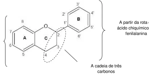 Figura  1:  Estrutura  do  núcleo  fundamental  dos  flavonoides.  Fonte: Taiz;  Zeiger, 2004