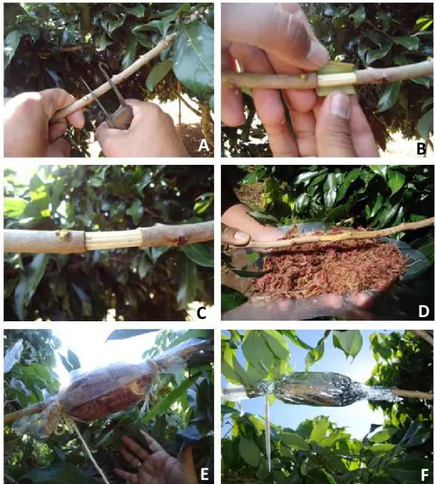 Figura  3  –  Procedimento  de  alporquia.  (A)  seleção  de  ramo  e  posicionamento  do  canivete de lâmina dupla para realização do anelamento, (B) anelamento,  (C)  ramo  após  a  retirada  da  casca,  (D)  preparação  para  envolvimento  do  ramo  com