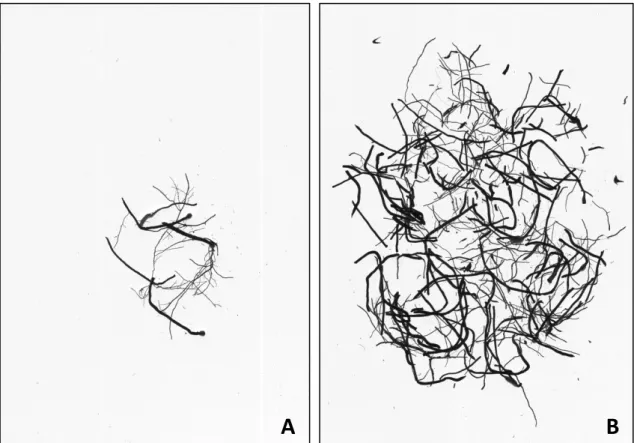 Figura  4  –  Imagens  binarizadas  obtidas  com  o  software  WinRHIZO  Pro  2009c.  (A)  raízes de alporque feito com fibra de coco no mês de maio e (B) raízes de  alporque feito com fibra de coco no mês de novembro