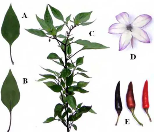 Figura  2.  Acesso BGH 1039. (A) Face adaxial da folha; (B) Face abaxial da folha;  (C) Aspecto geral da planta; (D) Flor; (E) Frutos em estádio de maturação  verde, ‘de vez’ e maduro