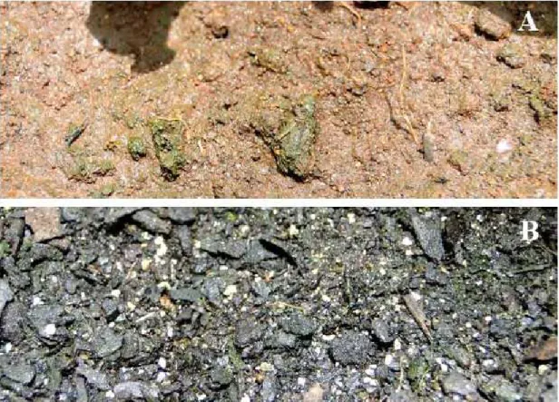 Figura 8. Aspecto da textura dos substratos utilizados no experimento (A) Terra de  jardim e (B) Bioplant ® 
