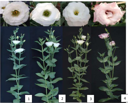 Figura 1: Flores e hastes de lisianthus: ABC (1), Bolero (2), Borealis (3) e Echo (4)