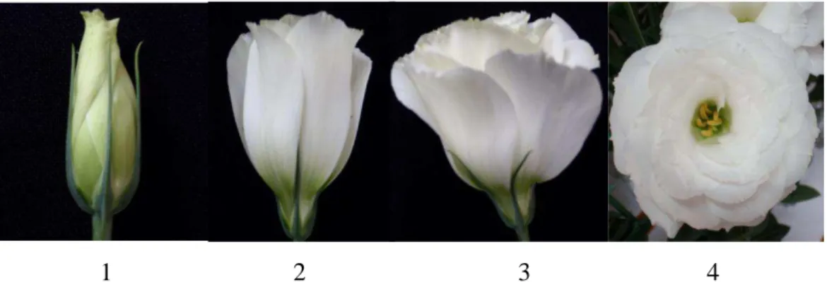 Figura 1: Escala de abertura das flores de lisianthus sendo: nota 1: botões formados  e iniciando a mudança de cor das pétalas; nota 2: pétalas coloridas e as sépalas ainda  se encontram anexadas às pétalas;  nota 3: pétalas abertas e sépalas desanexadas d