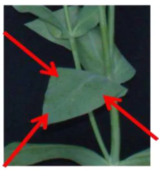Figura 2:  Pontos de medição com SPAD  na  folha pré-determinada da haste  de lisianthus
