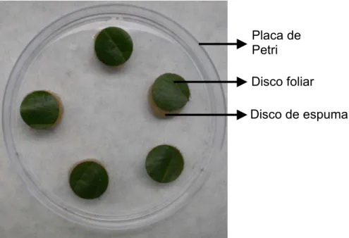 Figura  2.  Placa  de  Petri  usada  no  bioensaio  de  avaliação  da  resistência  por  antibiose