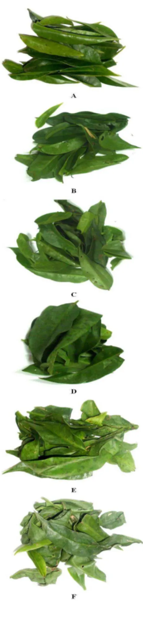 Figura 4 - Gradiente qualitativo, sendo: A)  folhas  recém-colhidas; B)  perda  do  brilho  original;  C)  perda  da  turgidez  original;  D)  murcha;  E) 