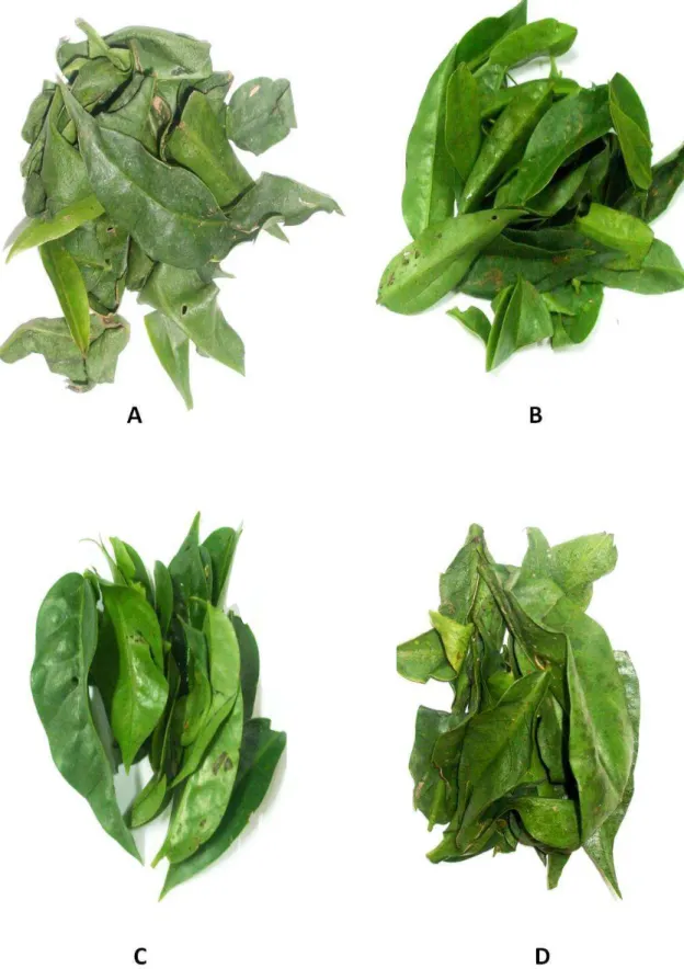 Figura 6 - Folhas de ora-pro-nobis armazenadas em ambiente refrigerado (5ºC)  por 120 horas sendo: A) folhas controle; B) folhas hidroresfriadas e  embaladas; C) folhas embaladas; D) folhas somente hidroresfriadas