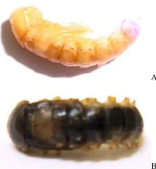 Fig. 1. Pupas sadia (A) e morta (B) com quatro dias de idade de Tenebrio molitor  (Coleoptera:  Tenebrionidae)  após  tratamento  com  etanol  ou  extratos  de  flores  de  Bidens sulphurea (Asteraceae), respectivamente