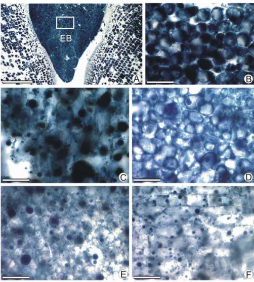 Figura 3. Mobilização de lipídios de sementes de Acrocomia aculeata durante o  processo germinativo
