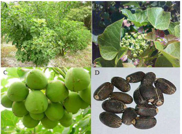 Figura 1. Planta Jatropha curcas (A), inflorescência (B), frutos (C) e sementes (D).  A  produtividade  de  J