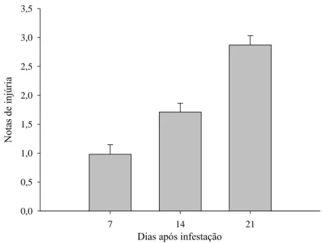Figura 4. Sintomas de injúrias pelo ácaro branco em todos os acessos de J.curcas, aos  7, 14 e 21 dias após infestação
