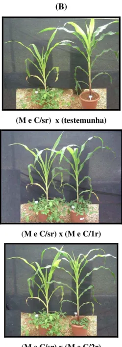Figura  3   -  Plantas  de  milho  de  acordo  com  os  tratamentos  estabelecidos  dentro  da 