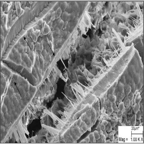 FIGURA 3.  Eletromicrografia  de  varredura da testa de sementes de garapa  apresentando rachadura na testa (→), atingindo a camada de  macroesclereídes em paliçada (∗), ocasionada pela água aquecida a 80°C  por 30 segundos