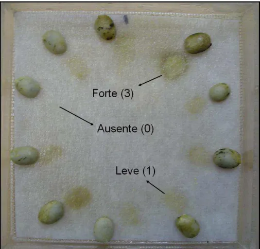 Figura 1. Ilustração das intensidades de coloração do exsudato de cada semente,  atribuindo-se os valores 0, 1 e 3, para ausência de coloração, coloração leve e  forte, respectivamente