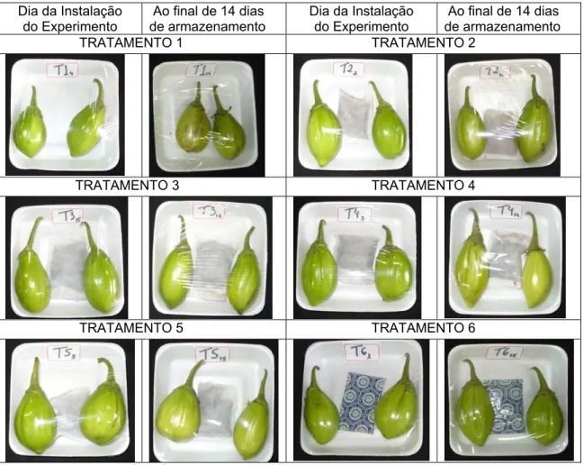 Figura 2- Análise visual dos frutos de jiló ‘Tinguá’ submetidos a seis  tratamentos (T1, T2, T3, T4, T5 e T6), comparando o primeiro dia e o último  dia de análise