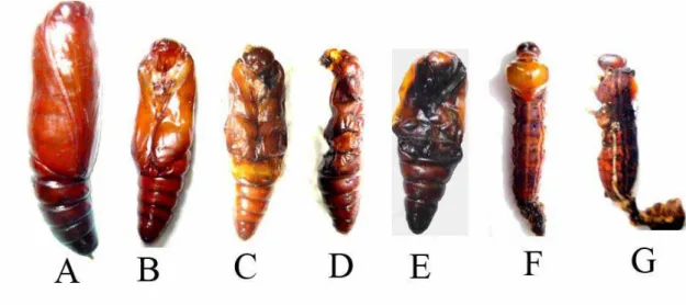 Figura 8. Deformidade em pupas de Anticarsia gemmatalis (Lepidoptera: Noctuidae)  após alimentação com dieta artificial com extrato de sementes de Azadirachta indica  (ppm)