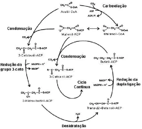 Figura 1. Reações de biossíntese de ácidos graxos saturados. (Adaptado de  OHLROGGE e BROWSE, 1995)