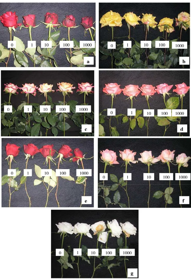 Figura 3 – Flores de  R. hybrida  L. (a- Grand Gala ® ; b- Texas; c- Konfetti™; d-  Sandra; e- Vega; f- Versília; g- Tineke), sob diferentes 