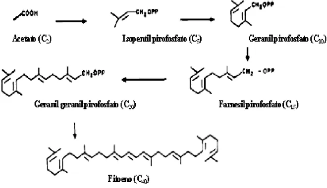 Figura 2: Parte inicial da via biossintética dos carotenóides com a formação do  fitoeno