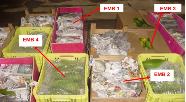 Figura 2 – Vista superior das formas de acondicionamento de mamões Formosa utilizados para o  transporte rodoviário: à granel (EMB 1), em caixas de madeira (EMB 2), em caixas de  papelão  ondulado  (EMB  3)  e  em  caixas  plásticas  forradas  com  plástic