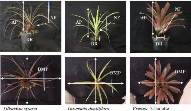 Figura 4 - Características avaliadas: número de folhas (NF), altura da planta (AP), diâmetro da roseta (DR) e diâmetro médio da planta (DMP).