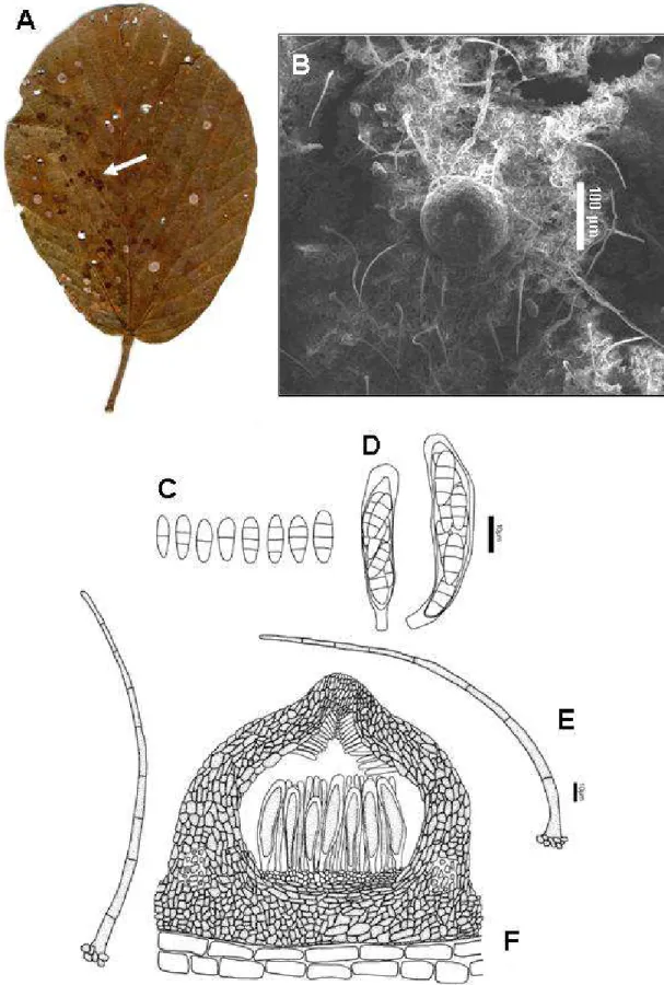 Fig. 1. Dennisiella coussapoae A. Leaf with black mixed colonies of  Dennisiella and Tripospermum  (arrowed)