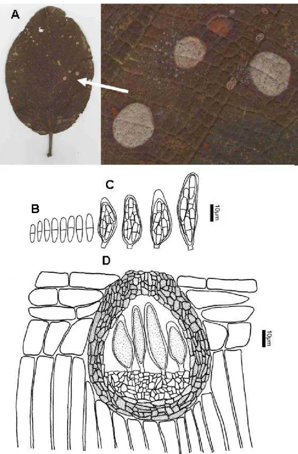Fig. 2. Mycosphaerella floccosii  A. Leaf of C.  floccosa showing leaf spots caused by M