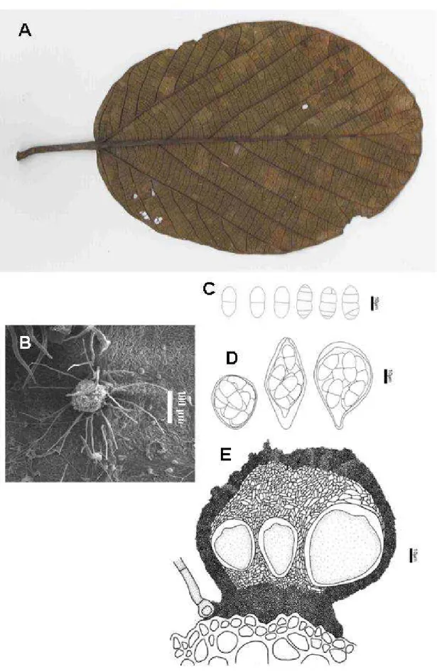 Fig. 3. Pseudoallosoma nervisequens A. Leaf showing green darkening caused by growth of 