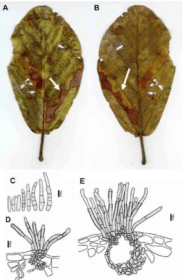 Fig. 4. Pseudocercospora atlantica. A, B. Adaxial and  abaxial side of leaf, respectively, showing a  spot to which P