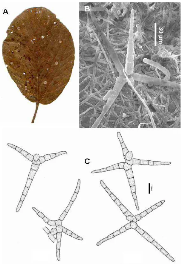 Fig. 6.  Tripospermum sp.  A.  Leaf with black mixed colonies of Dennisiella  and  Tripospermum  (arrowed)