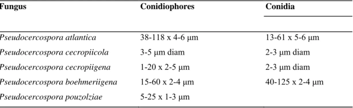 Table 2.  Pseudocercospora  comparison. It is tabled only species that presented some biometric  deiference