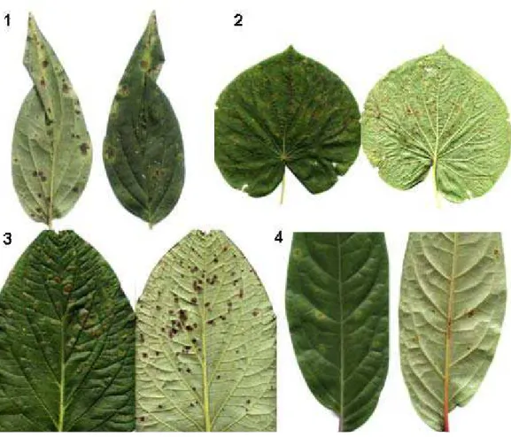 Fig. 1-4. Pseudocercospora leaf-spots on Piper: on Piper crassinervium (Fig. 1); on 